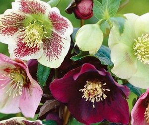 Helleborus orientalis geen maat specificatie 0,55L/P9cm - afbeelding 8