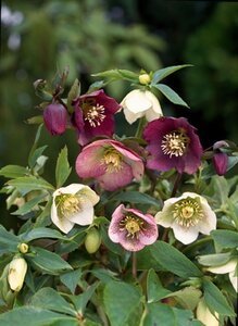 Helleborus orientalis geen maat specificatie 0,55L/P9cm - afbeelding 9