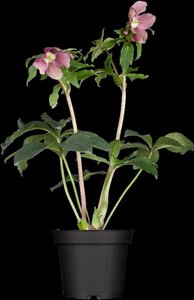 Helleborus orientalis geen maat specificatie 0,55L/P9cm - afbeelding 6
