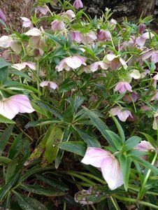 Helleborus orientalis geen maat specificatie 0,55L/P9cm - afbeelding 3