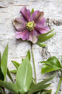 Helleborus orientalis geen maat specificatie 0,55L/P9cm - image 1