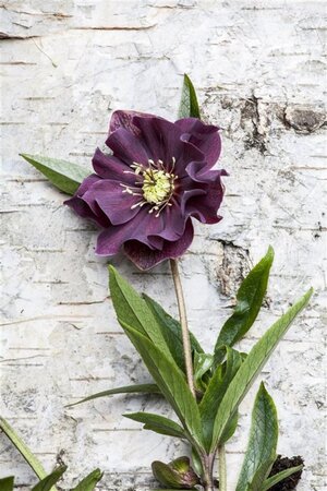 Helleborus orientalis geen maat specificatie 0,55L/P9cm - image 2