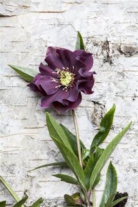 Helleborus orientalis geen maat specificatie 0,55L/P9cm - image 2