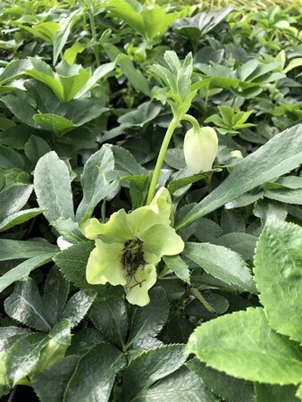 Helleborus orientalis geen maat specificatie 0,55L/P9cm - image 3
