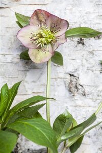 Helleborus orientalis geen maat specificatie 0,55L/P9cm - image 4
