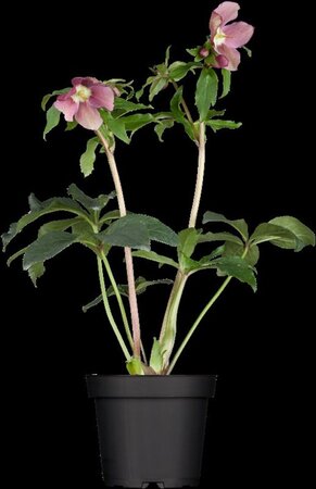 Helleborus orientalis geen maat specificatie 0,55L/P9cm - image 6