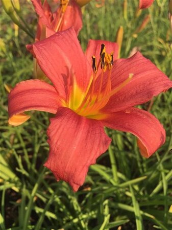 Hemerocallis 'Pink Damask' geen maat specificatie 0,55L/P9cm - afbeelding 3