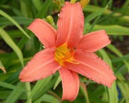 Hemerocallis 'Pink Damask' geen maat specificatie 0,55L/P9cm - afbeelding 5