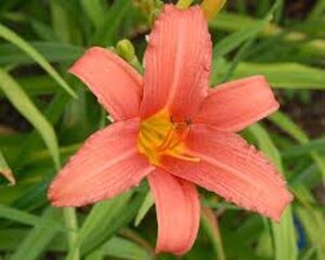 Hemerocallis 'Pink Damask' geen maat specificatie 0,55L/P9cm - afbeelding 5