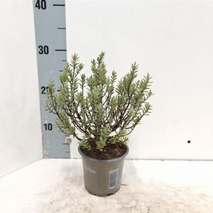 Hebe pimeleoides 10-15 cm P10,5cm - afbeelding 2