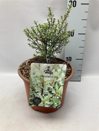 Hebe pimeleoides geen maat specificatie cont. 2,0L