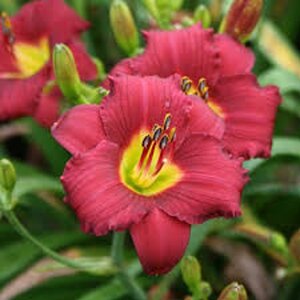 Hemerocallis 'Pardon Me' geen maat specificatie 0,55L/P9cm - afbeelding 1