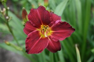 Hemerocallis 'Pardon Me' geen maat specificatie 0,55L/P9cm - afbeelding 3