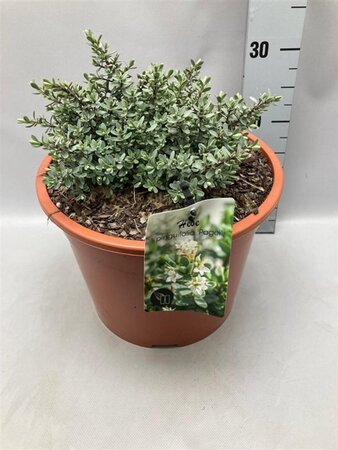 Hebe pinguifolia 'Pagei' geen maat specificatie cont. 10L - afbeelding 1