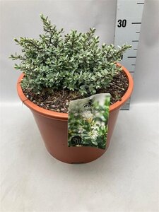 Hebe pinguifolia 'Pagei' geen maat specificatie cont. 10L