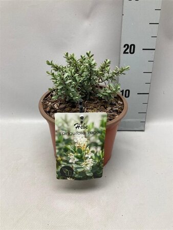 Hebe pinguifolia 'Pagei' geen maat specificatie cont. 2,0L - image 1