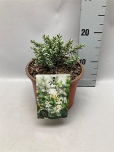 Hebe pinguifolia 'Pagei' geen maat specificatie cont. 2,0L