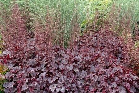 Heuchera 'Plum Pudding' geen maat specificatie 0,55L/P9cm - afbeelding 2