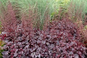 Heuchera 'Plum Pudding' geen maat specificatie 0,55L/P9cm - afbeelding 2