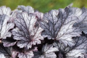 Heuchera 'Plum Pudding' geen maat specificatie 0,55L/P9cm