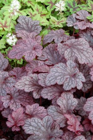 Heuchera 'Plum Pudding' geen maat specificatie 0,55L/P9cm - afbeelding 5