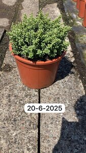 Hebe pinguifolia 'Sutherlandii' geen maat specificatie cont. 10L