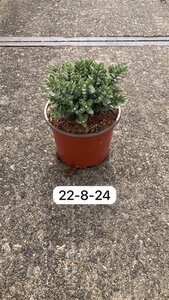 Hebe 'Red Edge' geen maat specificatie cont. 2,0L