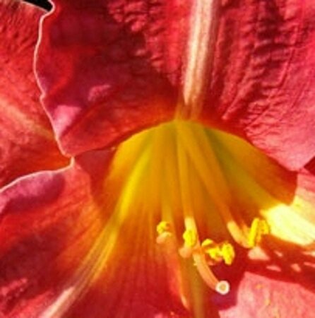 Hemerocallis 'Red Rum' geen maat specificatie 0,55L/P9cm - afbeelding 1