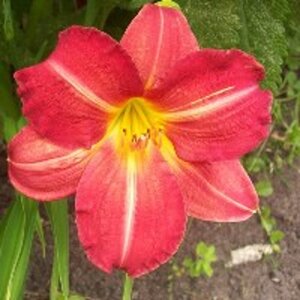 Hemerocallis 'Red Rum' geen maat specificatie 0,55L/P9cm - afbeelding 2