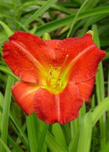 Hemerocallis 'Red Rum' geen maat specificatie 0,55L/P9cm - afbeelding 3