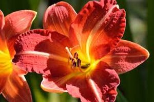 Hemerocallis 'Red Rum' geen maat specificatie 0,55L/P9cm - afbeelding 4