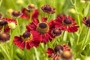 Helenium 'Rubinzwerg' geen maat specificatie 0,55L/P9cm