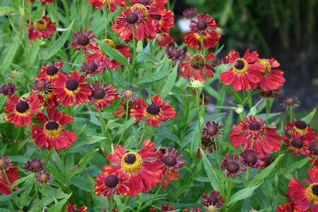 Helenium 'Rubinzwerg' geen maat specificatie 0,55L/P9cm - afbeelding 4