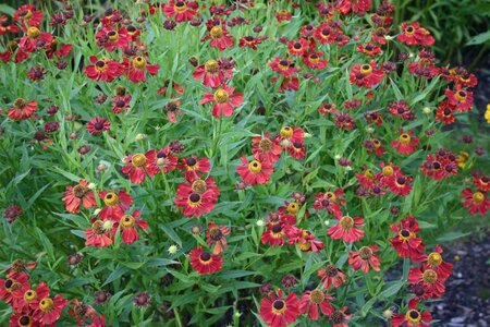 Helenium 'Rubinzwerg' geen maat specificatie 0,55L/P9cm - afbeelding 6