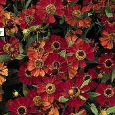 Helenium 'Rubinzwerg' geen maat specificatie 0,55L/P9cm - afbeelding 7