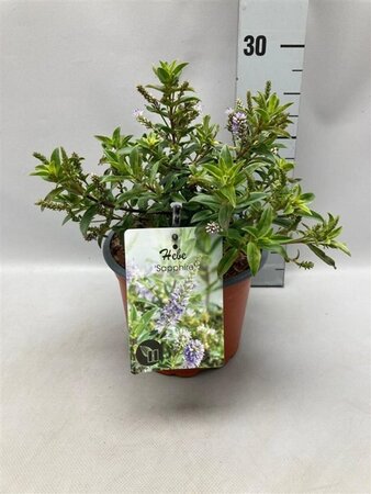 Hebe 'Sapphire' geen maat specificatie cont. 2,0L - afbeelding 2