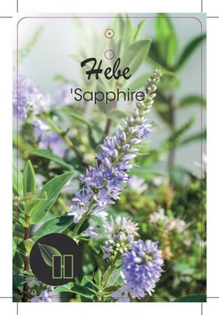 Hebe 'Sapphire' geen maat specificatie cont. 2,0L - image 1