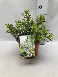 Hebe 'Sapphire' geen maat specificatie cont. 2,0L - image 2