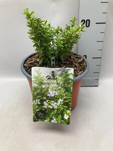 Hebe 'Summer Blue' geen maat specificatie cont. 2,0L