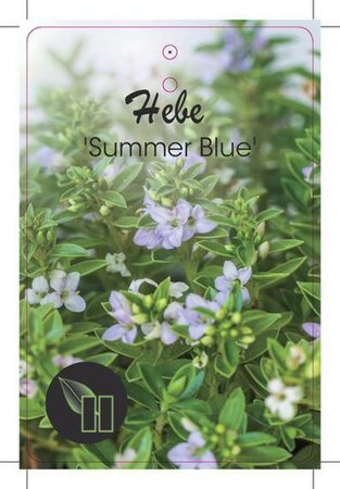 Hebe 'Summer Blue' geen maat specificatie cont. 2,0L - afbeelding 2