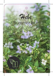 Hebe 'Summer Blue' geen maat specificatie cont. 2,0L - afbeelding 2