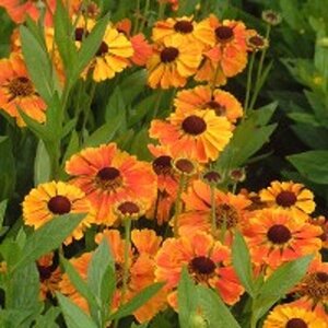 Helenium 'Sahin's Early Flowerer' geen maat specificatie 0,55L/P9cm