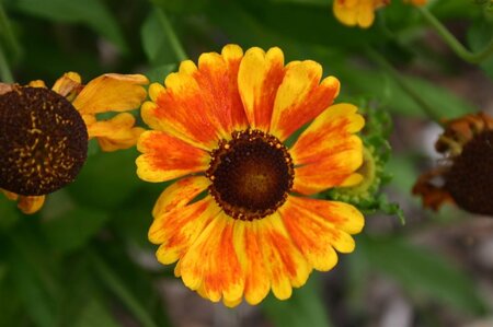Helenium 'Sahin's Early Flowerer' geen maat specificatie 0,55L/P9cm - afbeelding 2