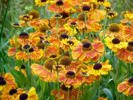 Helenium 'Sahin's Early Flowerer' geen maat specificatie 0,55L/P9cm - afbeelding 3