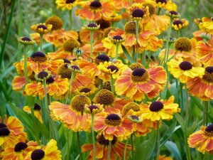 Helenium 'Sahin's Early Flowerer' geen maat specificatie 0,55L/P9cm - afbeelding 3