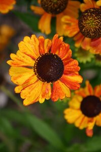 Helenium 'Sahin's Early Flowerer' geen maat specificatie 0,55L/P9cm - afbeelding 4
