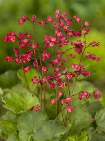 Heuchera sang. 'Leuchtkäfer' geen maat specificatie 0,55L/P9cm - afbeelding 4