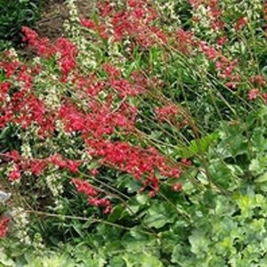 Heuchera sang. 'Leuchtkäfer' geen maat specificatie 0,55L/P9cm - afbeelding 5