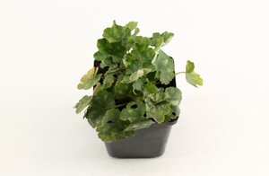 Heuchera sang. 'Leuchtkäfer' geen maat specificatie 0,55L/P9cm - afbeelding 3