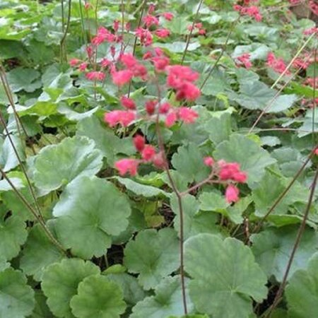 Heuchera sang. 'Leuchtkäfer' geen maat specificatie 0,55L/P9cm - afbeelding 6
